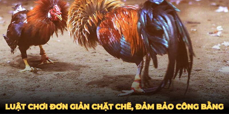 Luật chơi đơn giản nhưng chặt chẽ, đảm bảo công bằng