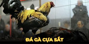 Đá Gà Cựa Sắt - Sân Chơi Cho Những Ai Đam Mê Cảm Giác Mạnh