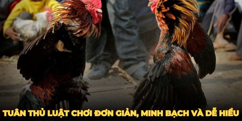 Đá gà Thomo tuân thủ luật chơi đơn giản, minh bạch và dễ hiểu