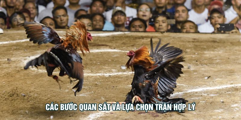 Các bước quan sát và lựa chọn trận hợp lý