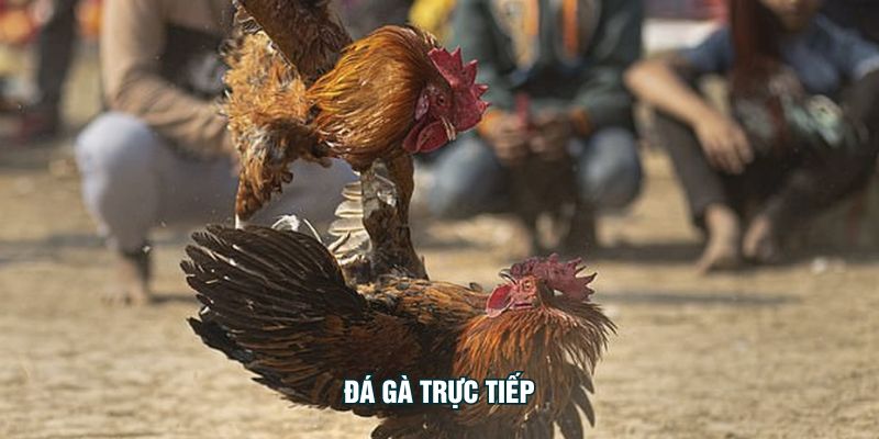Đá Gà Trực Tiếp