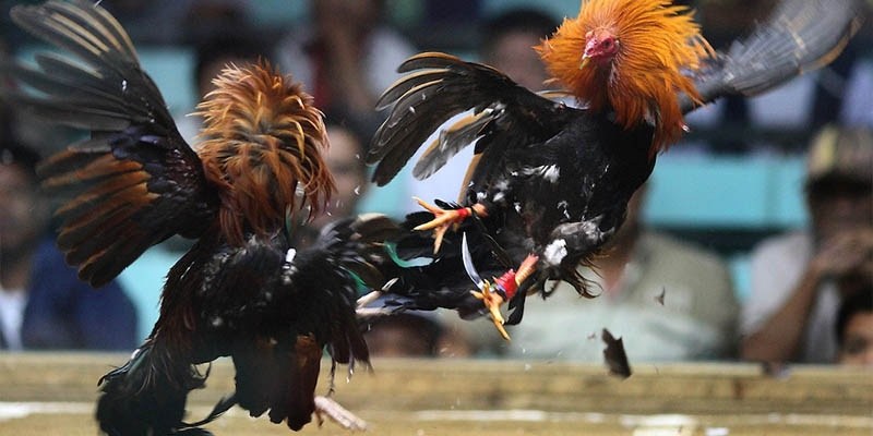 Điểm mạnh hút khách của sảnh Đá Gà Kuwin