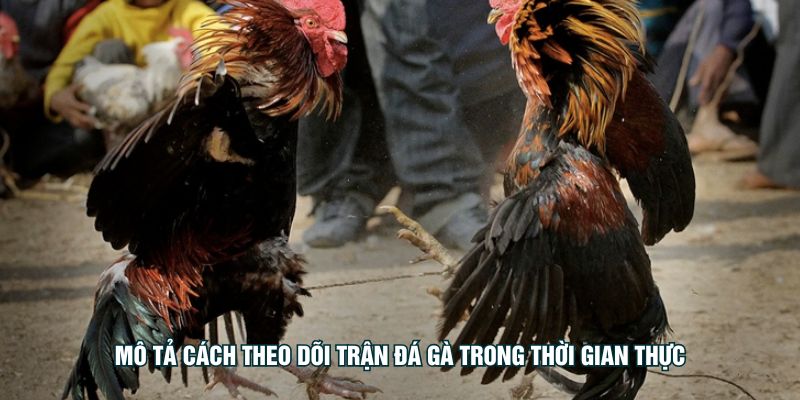 Mô tả cách theo dõi trận đá gà trong thời gian thực